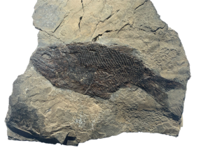 Fisch Fossil aus Seefeld Paralepidotus ornatus web