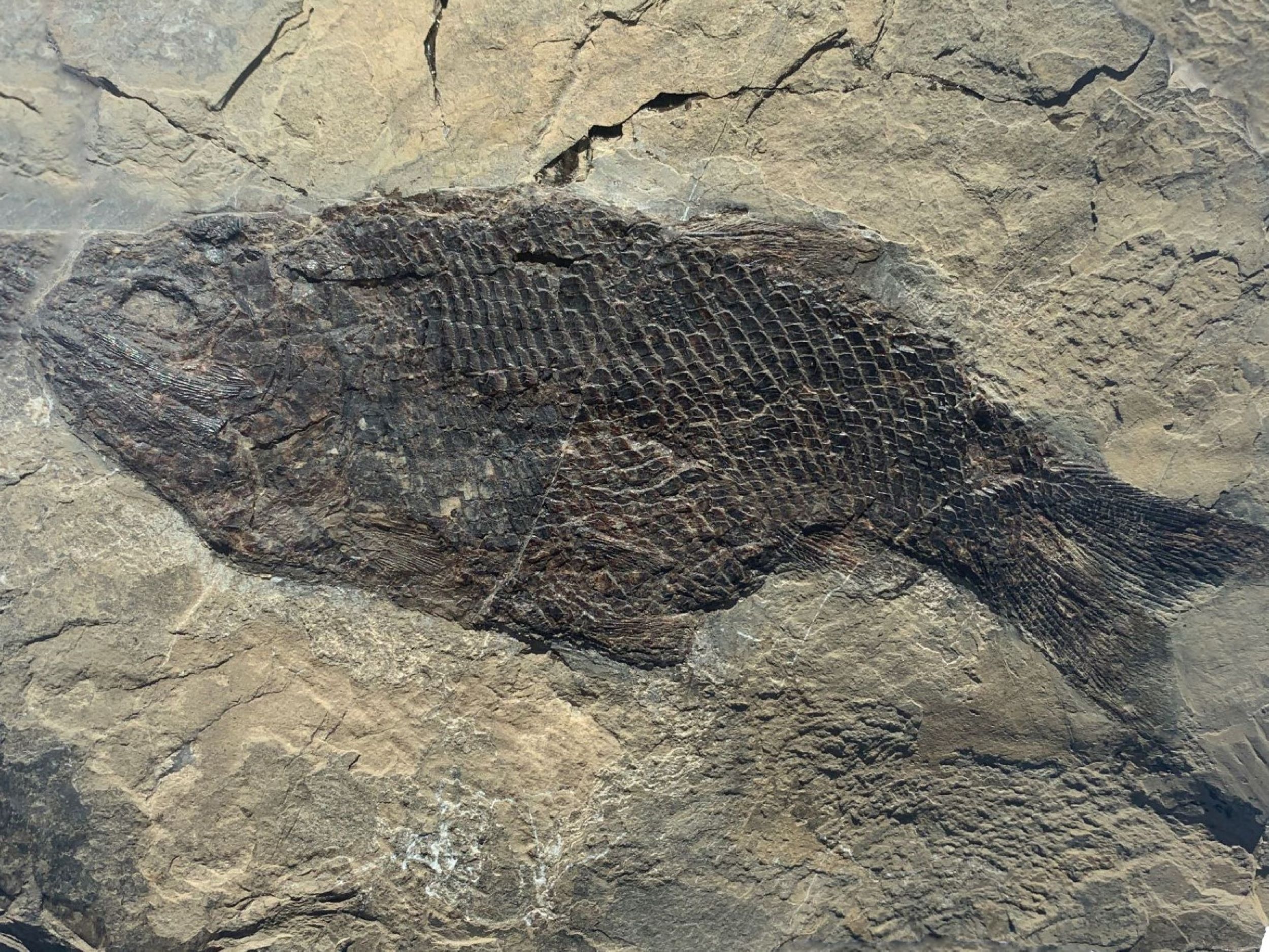Fish fossil from Seefeld Paralepidotus ornatus